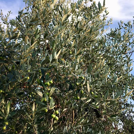 C'era Volta Podere San Giovanni 포사세시아
