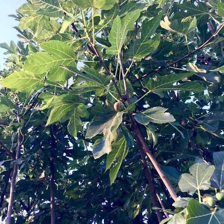 C'era Volta Podere San Giovanni Frühstückspension Fossacesia