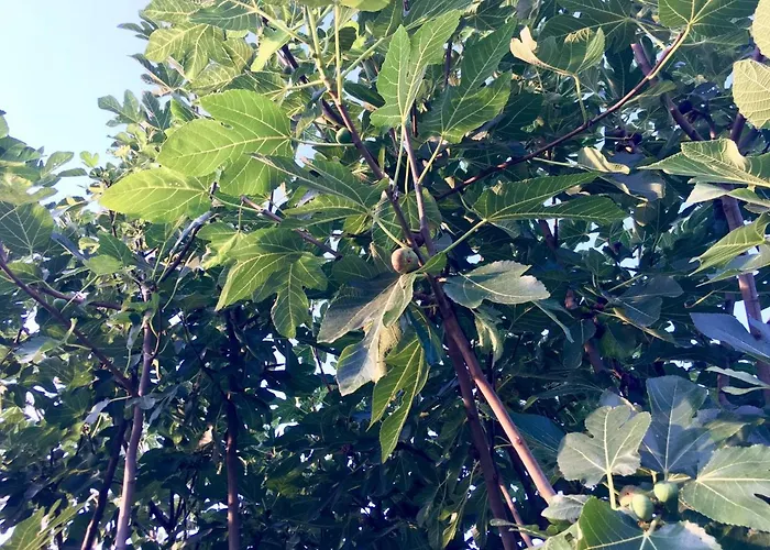 C'era Volta Podere San Giovanni 住宿加早餐酒店 福萨切西亚