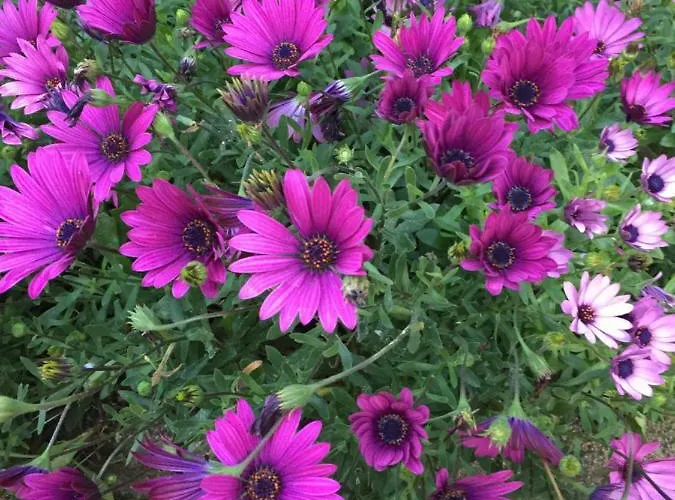 C'era Volta Podere San Giovanni Bed & Breakfast Fossacesia